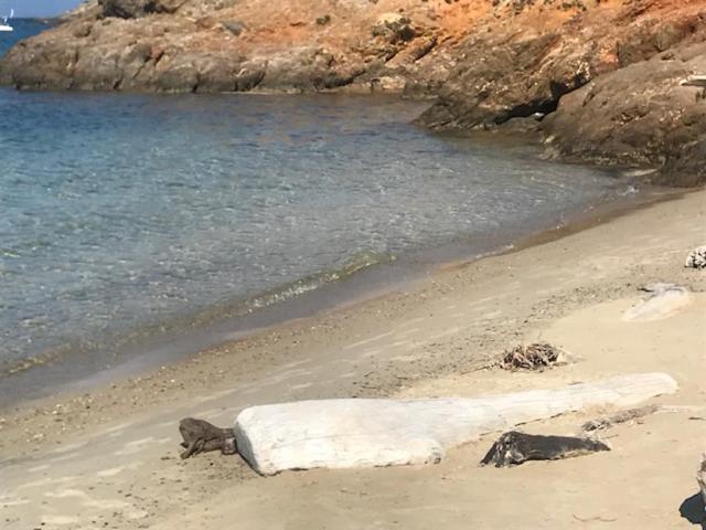 ma cabane de pêcheur Saint-Mandrier-sur-Mer Extérieur photo